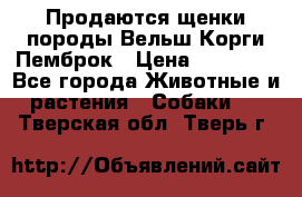 Продаются щенки породы Вельш Корги Пемброк › Цена ­ 40 000 - Все города Животные и растения » Собаки   . Тверская обл.,Тверь г.